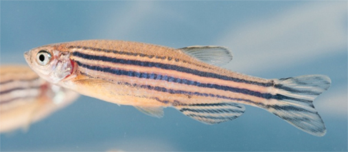 Photo of zebrafish
