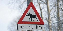 Road sign of moose