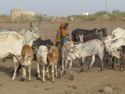 Afar-woman with her animals