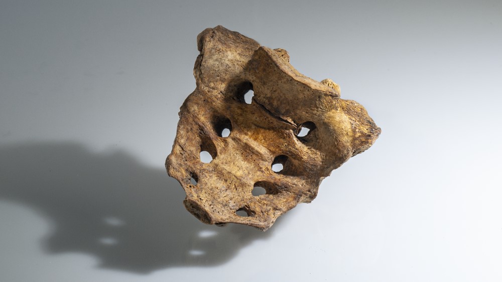 A sacrum bone from the collection