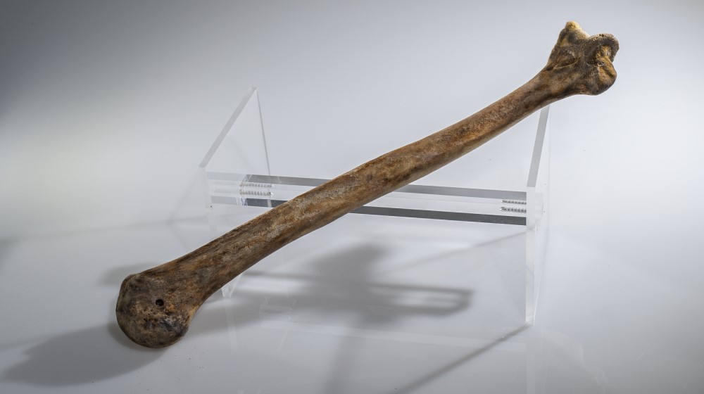 Humerus bone from the collection
