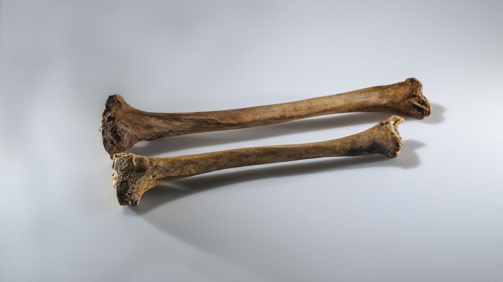 Humerus bone from the collection