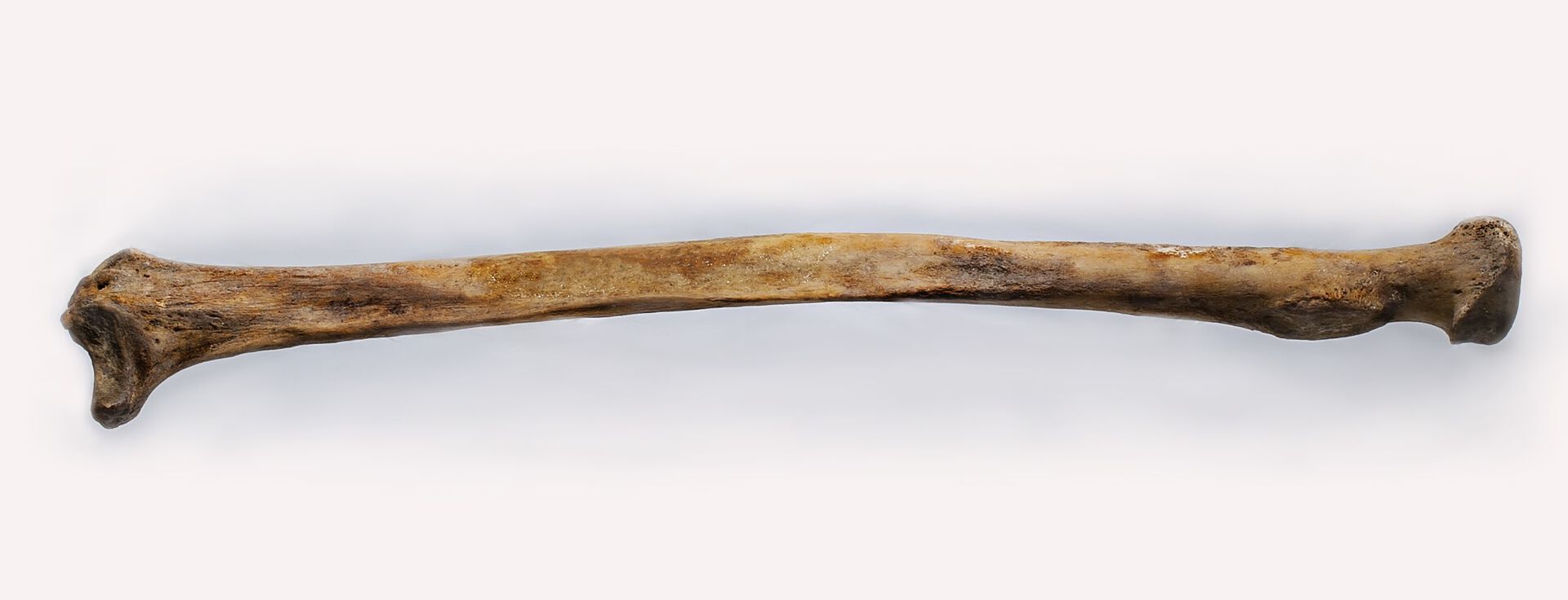 An ulna bone from the collection
