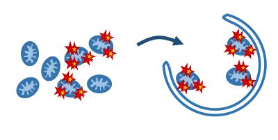 Tegnet skisse av mitokondrier som er merket for destruksjon som samles opp i en fagofor.