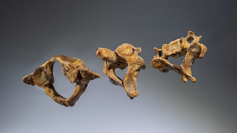 Bildet viser tre hvirvler fra utgravningen av Mariakirken