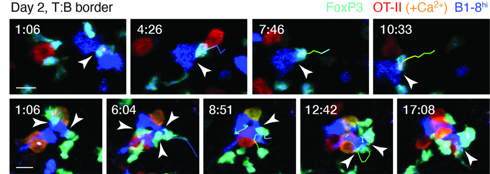 Clusters of interacting cells early in the immune response
