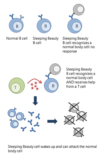 Drawing of a normal B cell, a Sleeping Beauty B cell that is not activated and a Sleeping Beauty B cell getting T cell help and being activated