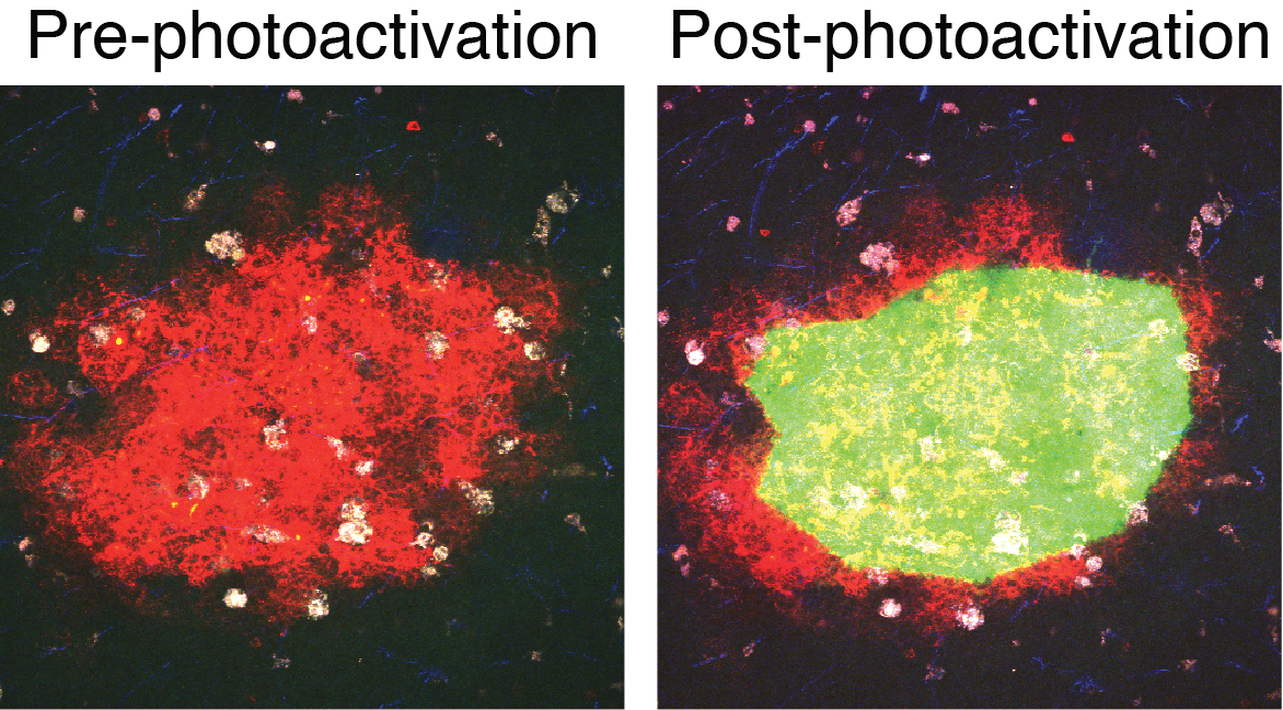 Fotoaktivering av et kimsetner hvor vi aktiverer GFP protein med laser. Dermed blir cellene vi vil studere grønne.