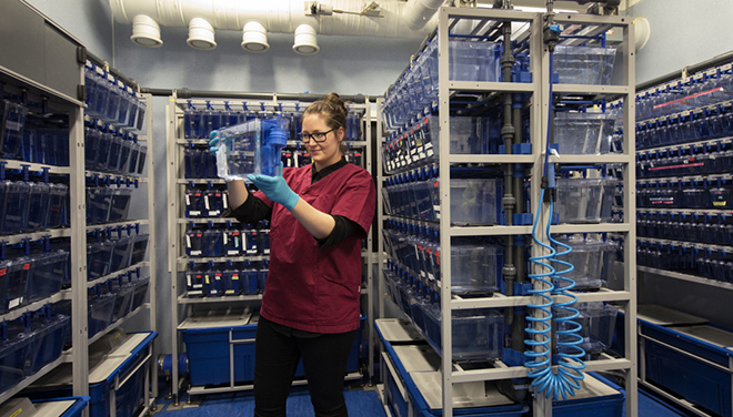 Photo of a researcher in a lab full of small aquariums with fish