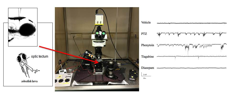 schematic overview showing experimental setup for electrophysiological analysis of zebrafish