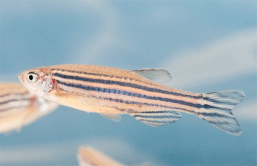 Photo of a zebrafish
