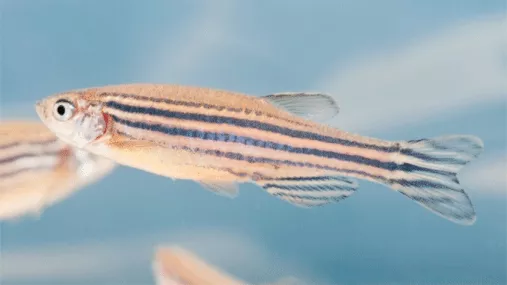 Photo of a fish with stripes, a zebrafish