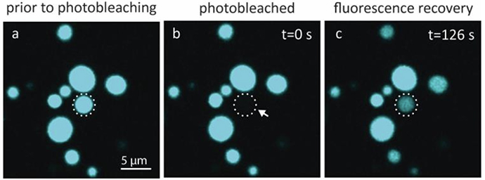 three panels showing blue fluorescent protocells. left panel shows a green protocell before bleaching, middle panel shows a an empty space where protocell is bleached and right panel shows a green protocell again