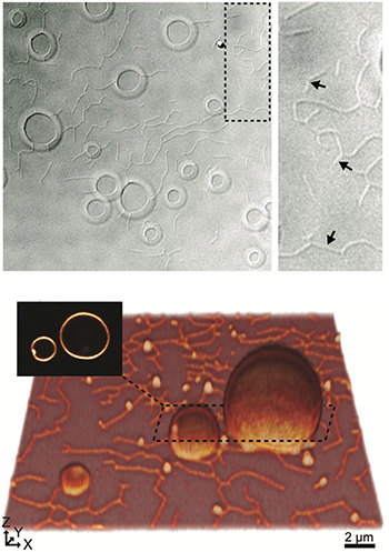 upper image shows Protocells and the tubular network between them as seen in a microscope. lower image shows this as an illustration