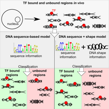 Illustration showing DNA Shape Features Improve Transcription Factor Binding Site Predictions In Vivo