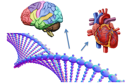 Illustrasjon: DNA molekyl, hjerte, hjerne