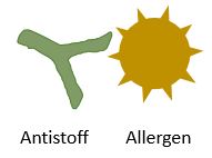 Tegning av Y-formet antistoff og et rundt allergen.
