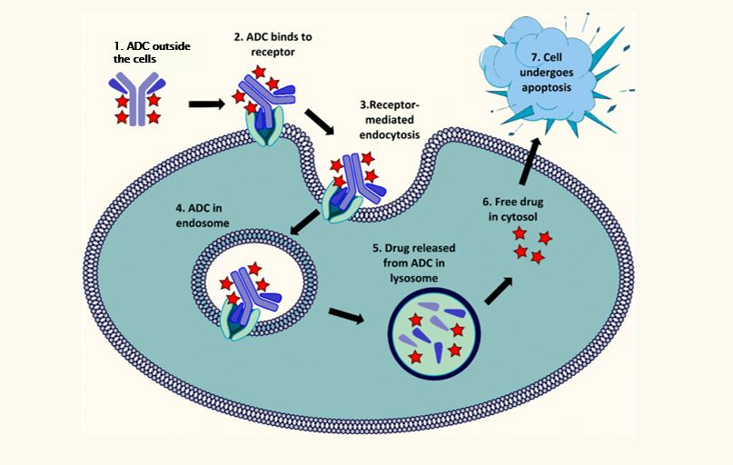 Illustrasjon av en celle og prosessene som foregår utenfor og i cellen når et ADJ-konjugat kommer dit.