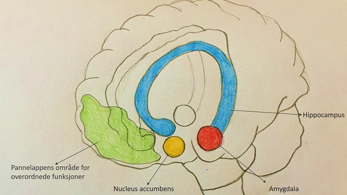 Tegning av hjernen