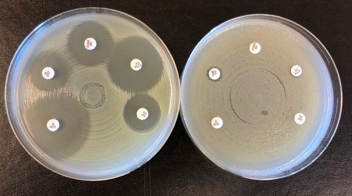 To petriskåler med bakterievekst og med hvite papirlapper med antibiotika.