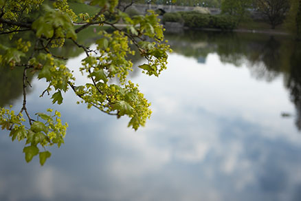 Maple tree branch over calm lake